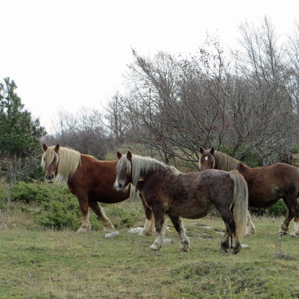 salita al monte cardosa