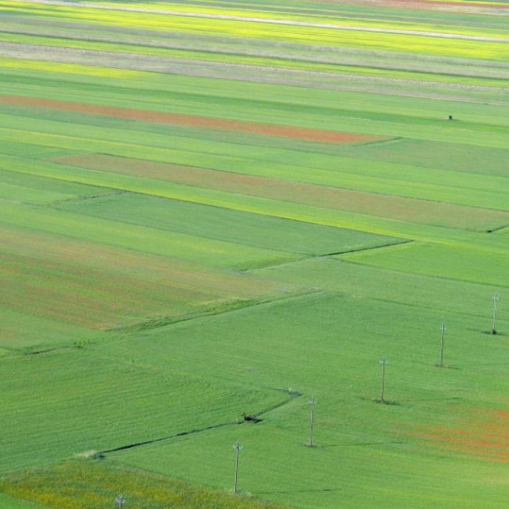 FIORITURA CASTELLUCCIO  06 07 2013 007