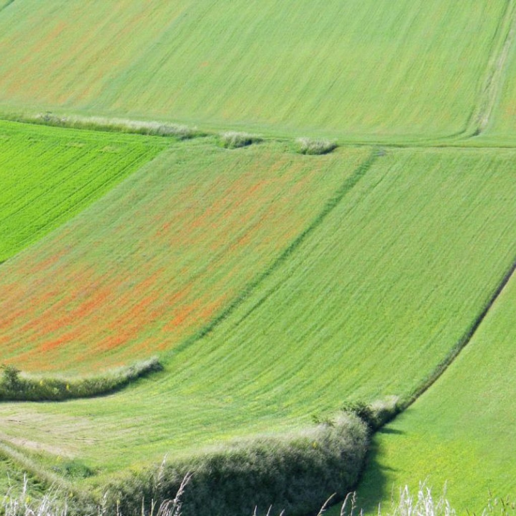 FIORITURA CASTELLUCCIO  06 07 2013 009