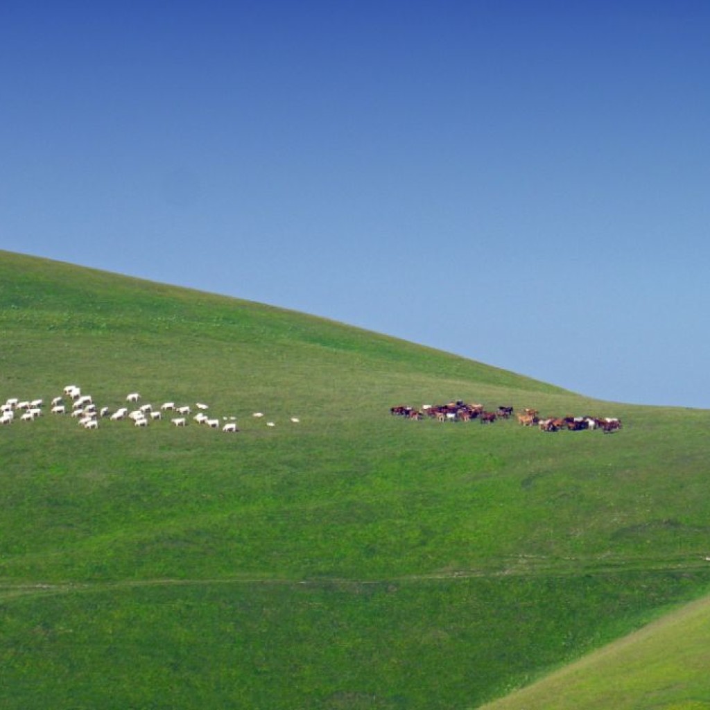 FIORITURA CASTELLUCCIO  06 07 2013 041