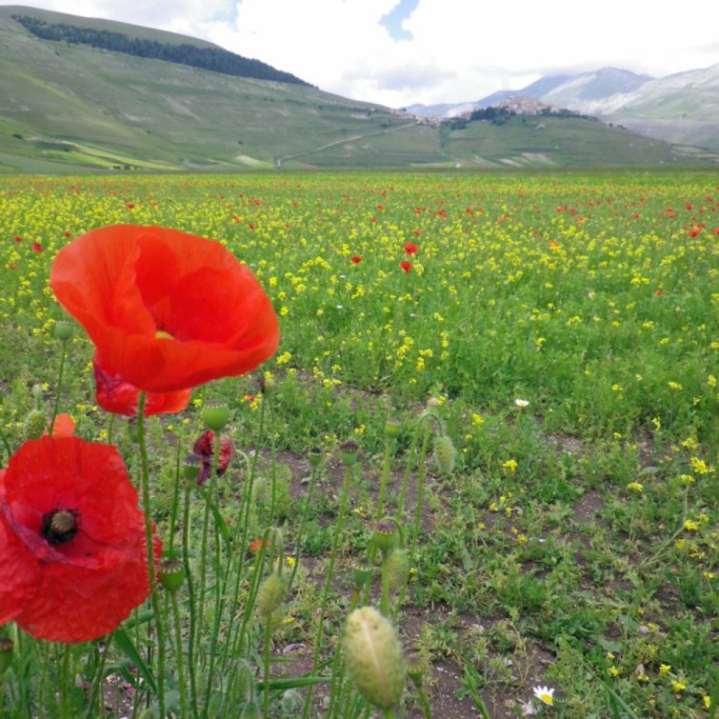 FIORITURA CASTELLUCCIO  06 07 2013 230