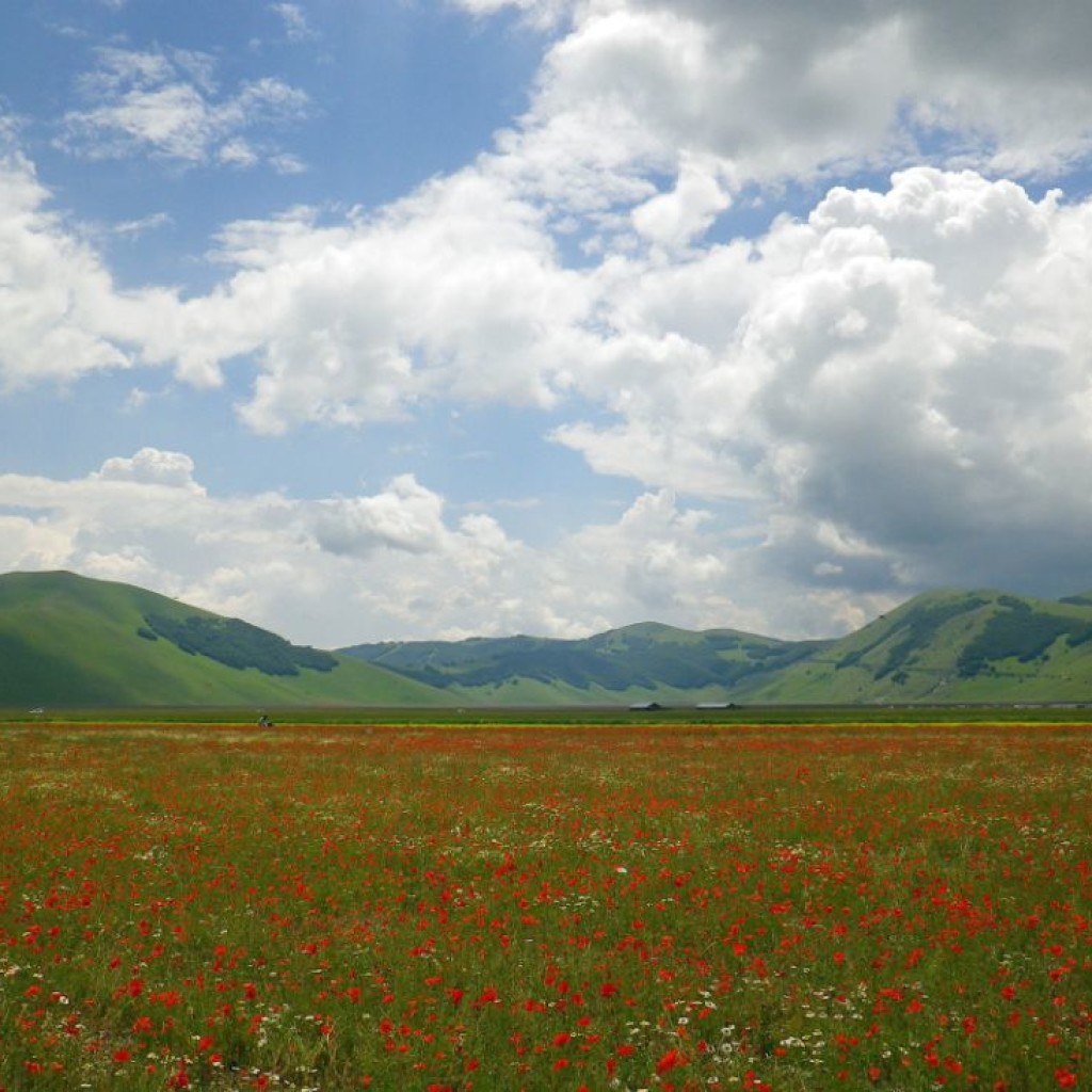 FIORITURA CASTELLUCCIO  06 07 2013 241