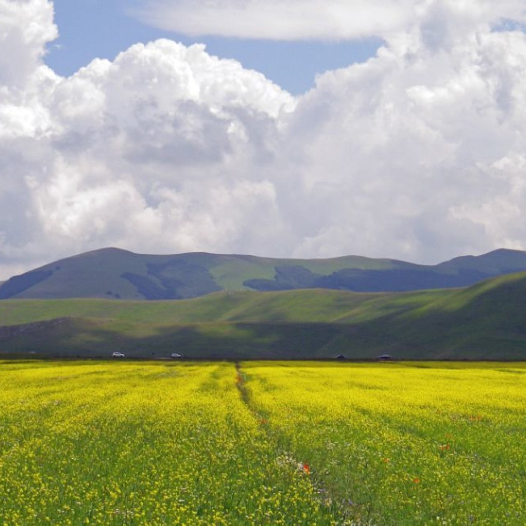 FIORITURA CASTELLUCCIO  06 07 2013 250