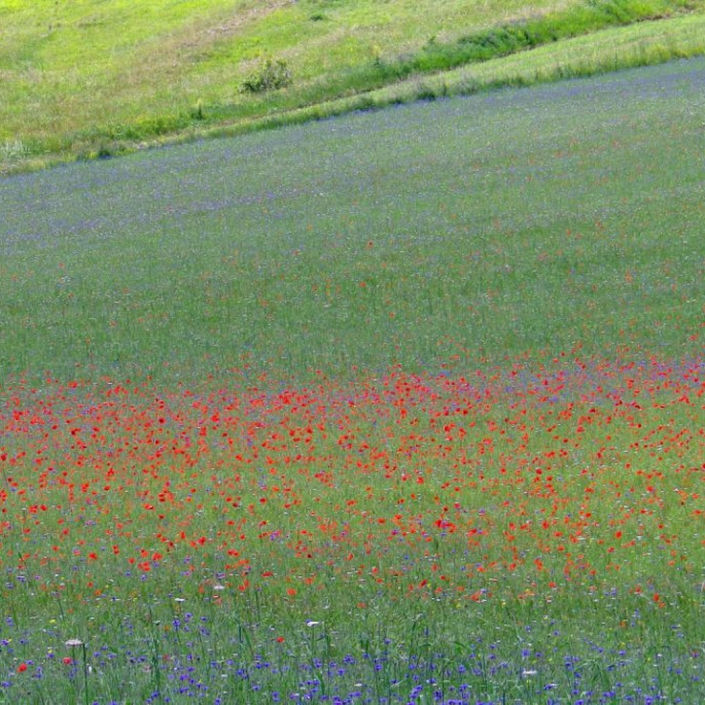 FIORITURA CASTELLUCCIO  06 07 2013 257