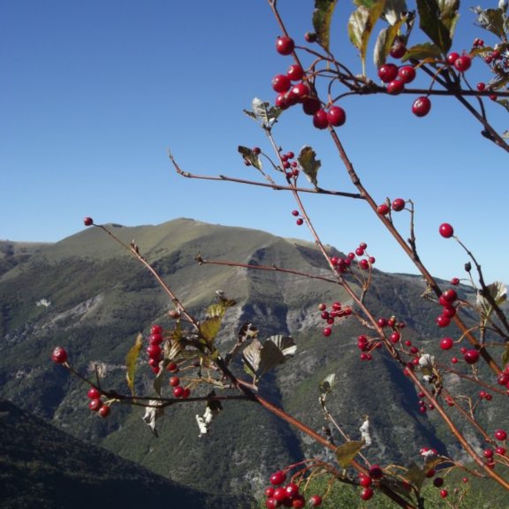 magie dell'autunno