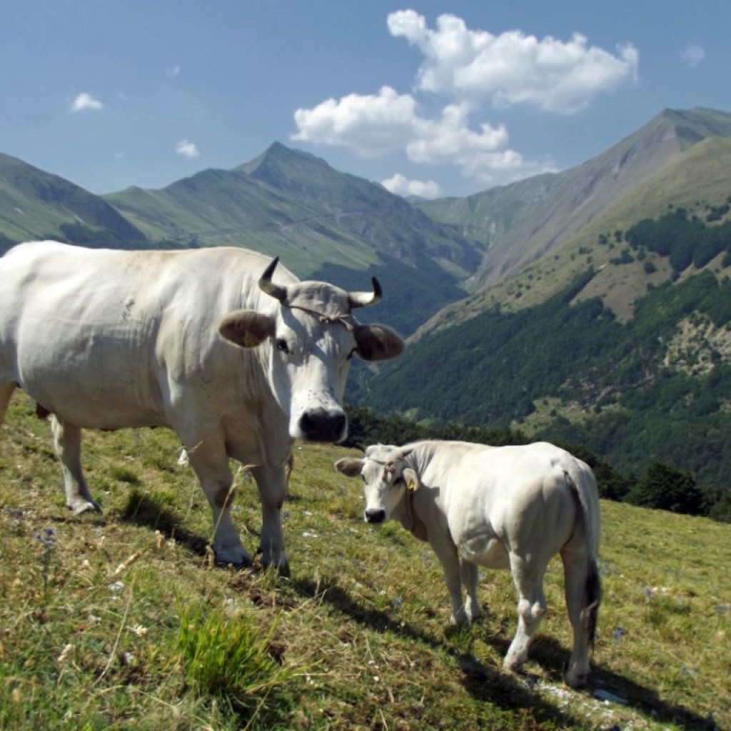 strada del fargno