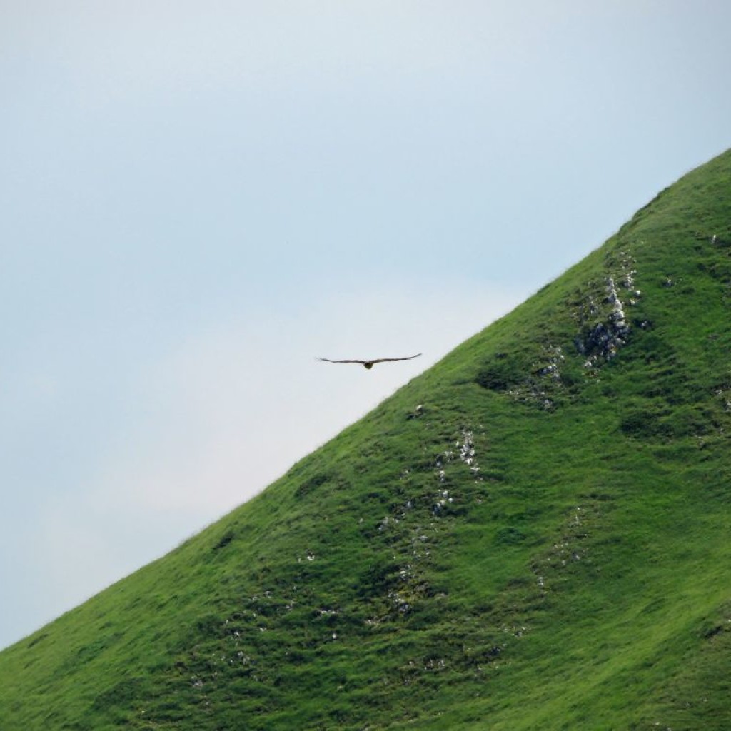 PIZZO DI MONTE BERRO  25 06 2016 485